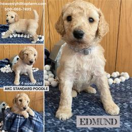 Eddy (EDMUND) - Grey Collar Boy - Apricot male Poodle puppy in Charlo, Montana from Heavenly Hilltop Farm