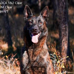 Thai - Belgian Malinois