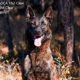 Thai - Belgian Malinois