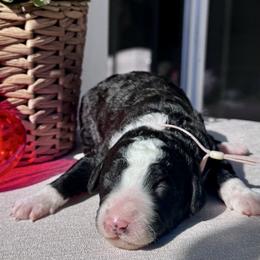 Cocoa - Black and white male Bernedoodle puppy in Moreno Valley, California from Ayy_Doodles