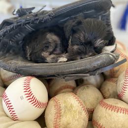 Miniature Schnauzer Puppies from Schnauzers on Robinson Lane