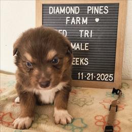 Tan - Red tri-color male Australian Shepherd puppy in Camp Verde, Arizona from Diamond Pines Farm