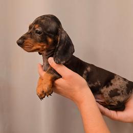 Puppy 2 - Dapple male Dachshund puppy in Hesperia, California from VOM HAUSE Imperial