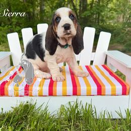 Sierra - Black white and brown female Basset Hound puppy in Dingess, West Virginia from Tuckers' Howling Hounds