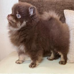 Euri - Chocolate and tan male Pomeranian puppy in Phoenix, Arizona from Luxpomz