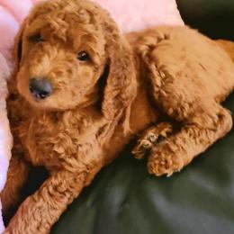 Goldendoodle Puppies from Myers Goldendoodles