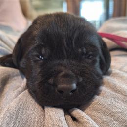 U Up - Black male Labrador Retriever puppy in Martinsburg, West Virginia from Fetching Labrador Retrievers