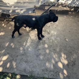 Cane Corso All Grown Up from Clear Creek