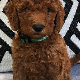 Goldendoodles from Austin Goldendoodles