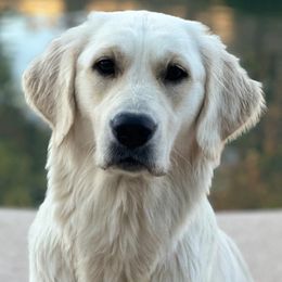 Golden Retrievers from Golden Love AZ