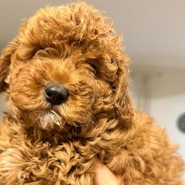 Vision - Red  male Poodle puppy in Bakersfield, California from California Red Poodles