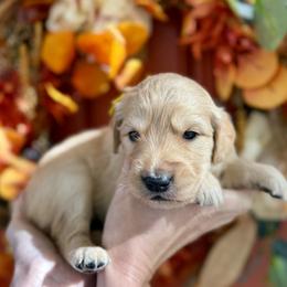 Yellow girl - Golden female Golden Retriever puppy in Sandy, Utah from North Star Goldens