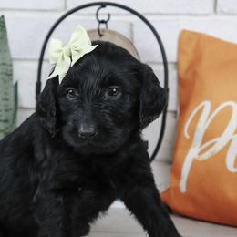 Bonnie - Black female Labradoodle puppy in Bryantown, Maryland from Doodles on Duty