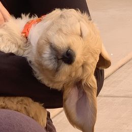 Goldendoodles from Penny's Puppies