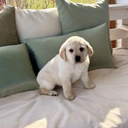 Luna - Yellow female Labrador Retriever puppy in Tekonsha, Michigan from Asher Acres Labs