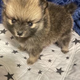 Pomeranian Puppies from Belinda Hokanson