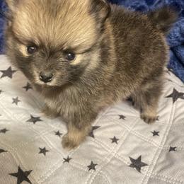 Pomeranian Puppies from Belinda Hokanson
