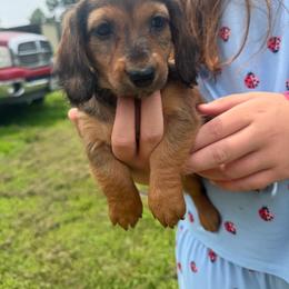 Dolly(AKC) - Red female Dachshund puppy in Mansfield, Missouri from Owens Farm