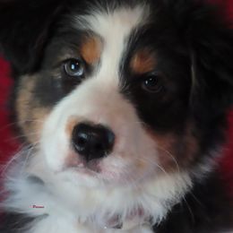 Sadie is a just the sweetest snuggle bug - Black tri-color female Australian Shepherd puppy in Allegan, Michigan from Parsons Australian Shepherds