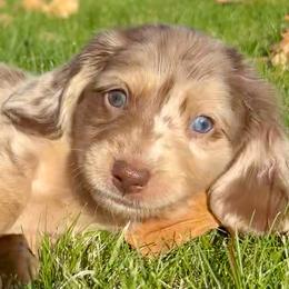 Delta - Dapple male Dachshund puppy in Shelley, Idaho from Journey’s End Dachshunds