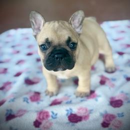 Pink (Coco) - Fawn female French Bulldog puppy in Rochester, Washington from Frenchie Bulldog Kisses