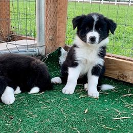 Border Collie and Labrador Retriever Puppies from Heron Oak's Ranch LLC & Vetro's Duck Dogs