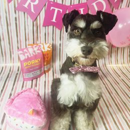 Miniature Schnauzer All Grown Up from Regency Schnauzer