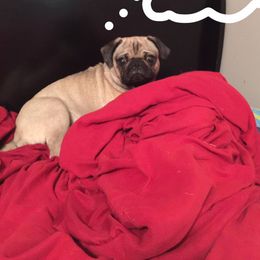 Sophie - Pug