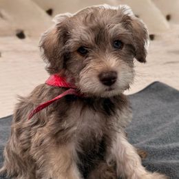 Sasha - Wheaten female Miniature Schnauzer puppy in New Caney, Texas from Sadie Miniature Schnauzers
