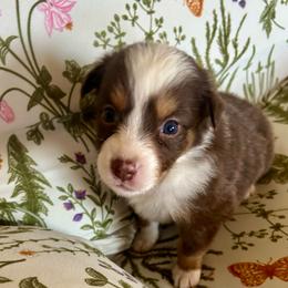 Call Me The Breeze - Red tri-color female Australian Shepherd puppy in Alamogordo, New Mexico from Two Nichols Aussies
