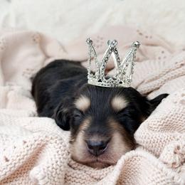 Slate - Black and cream male Dachshund puppy in Redding, California from Jean & Mae Doxies