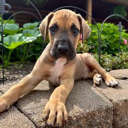 George - Fawn male Great Dane puppy in Corsica, Pennsylvania from Ferguson Family Danes LLC