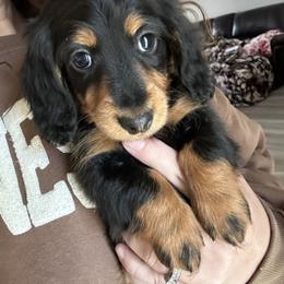 Prancer - Black and tan female Dachshund puppy in Mascot, Tennessee from Magnolia Pearl Dachshunds
