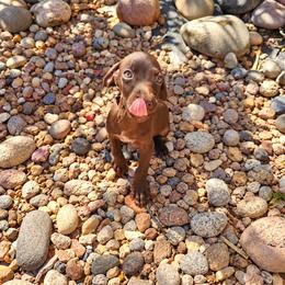 Penny Solid Liver - Liver female German Shorthaired Pointer puppy in Banning, California from ⭐🦆 So Cal on Point GSP'S🇺🇲🇩🇪 lg
