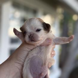 Pekingese Puppies from Northridge Pekingese
