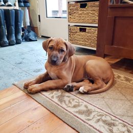 Rhodesian Ridgeback Puppies from Supernova Ridgebacks