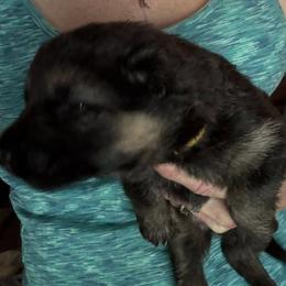 Yellow collar girl - Black and tan female German Shepherd puppy in Germantown, Ohio from TNT Pups