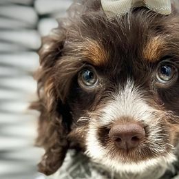 Cockapoos, Poodles, Yorkipoos, and Yorkshire Terriers from Top Notch Pupz