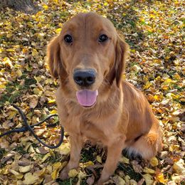 Honey - Golden Retriever