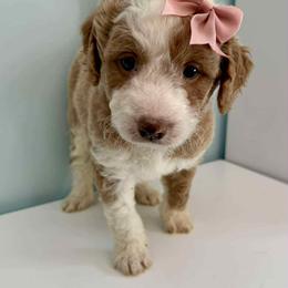 Aussiedoodle and Labradoodle Puppies from Doodles on Duty
