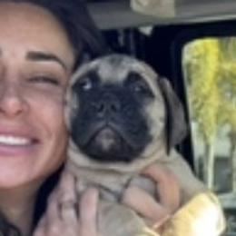 Bullmastiffs from Silverback Bullmastiffs