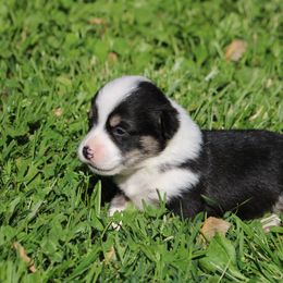 Pembroke Welsh Corgi Puppies from Dragonfly Corgis