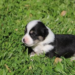 Pembroke Welsh Corgi Puppies from Dragonfly Corgis