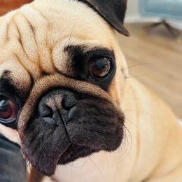 Tootie - Pug