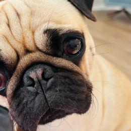 Tootie - Pug
