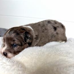 Girl 1 - Blue merle female Aussiedoodle puppy in Martin County, Florida from Biggie Ranch