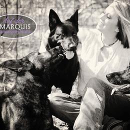 German Shepherds from Auf der Marquis German Shepherds