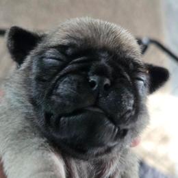 Hoss - Fawn male Pug puppy in Madera, California from Hills Pugs