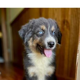 Male 1 - Black tri-color male Australian Shepherd puppy in Smithville, Arkansas from Harris Farms and Aussies
