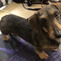 Tessa - Dachshund